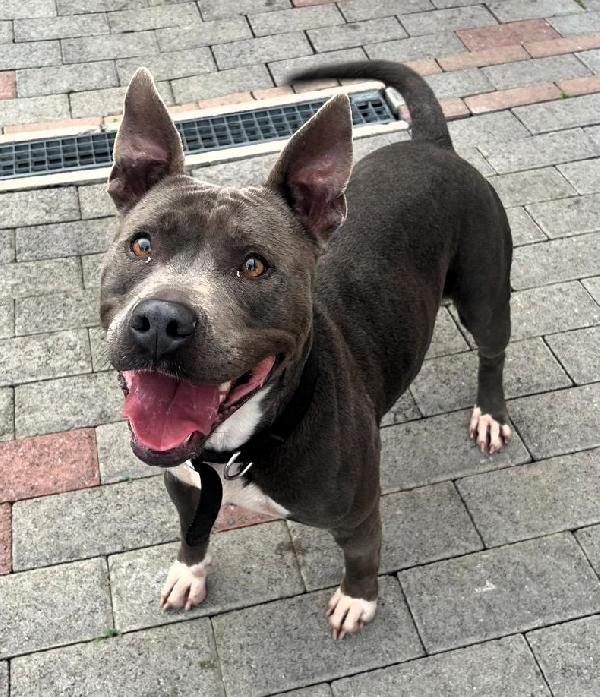 DAISY PIT BULL Foto 3